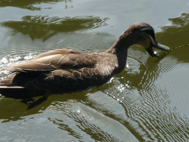 Wild duck at Gulguer